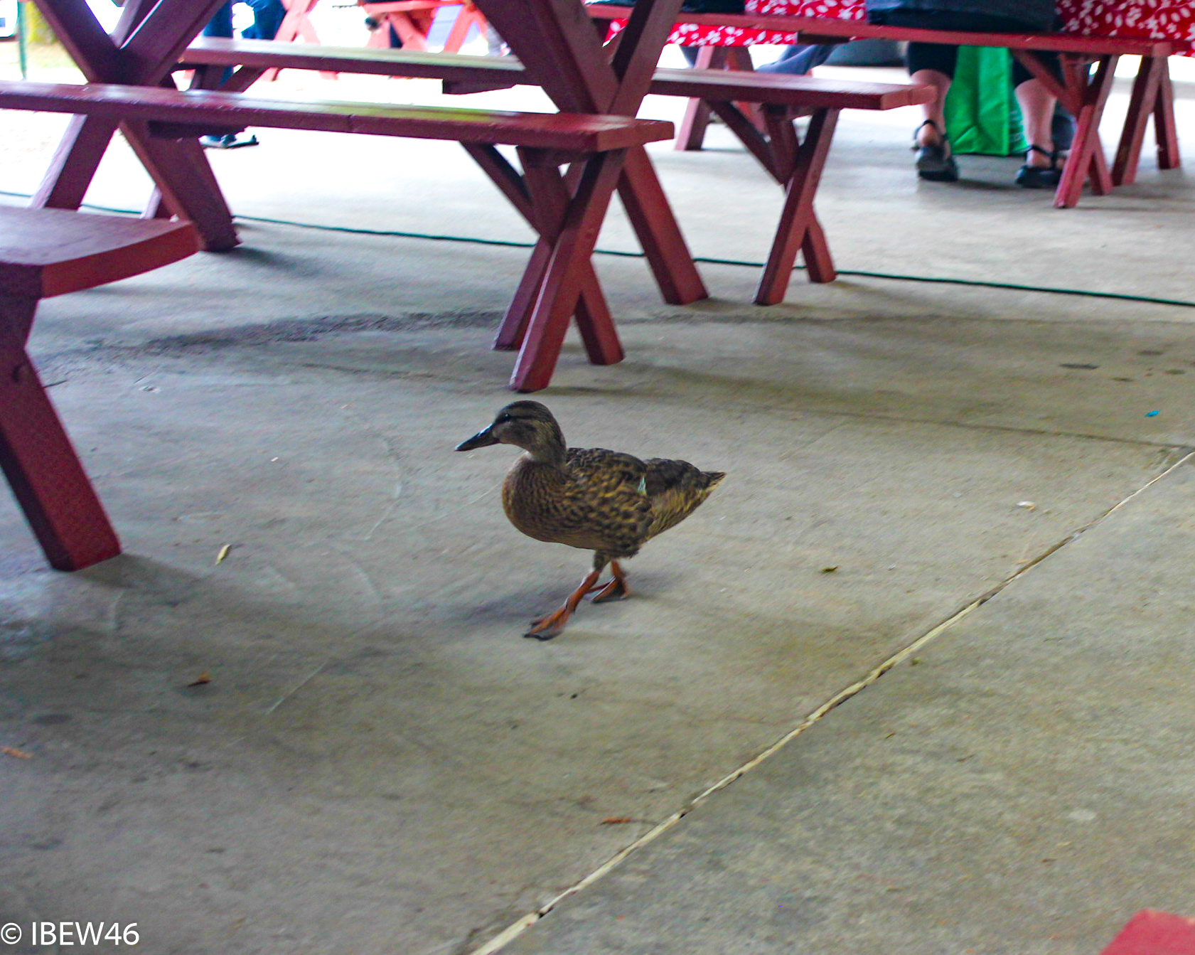 2012_Seattle_Picnic-20.jpg