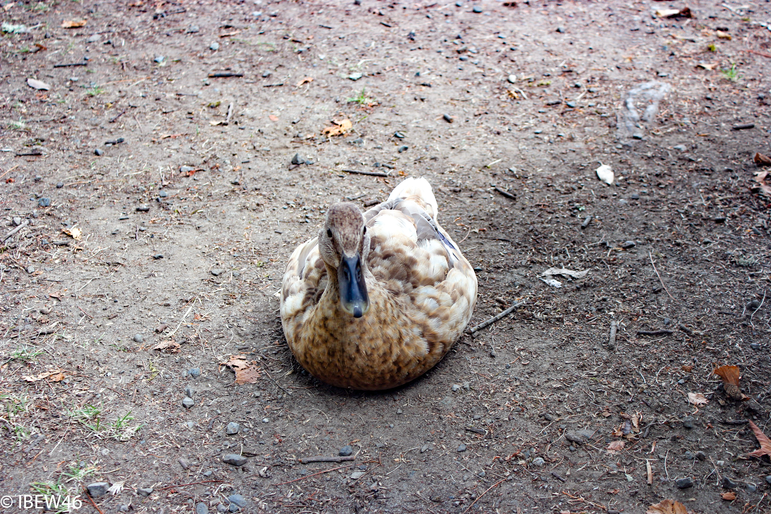 2012_Seattle_Picnic-40.jpg